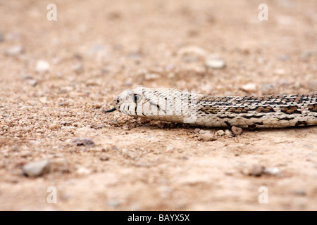 Gopher snake o bullsnake (Pituophis catenifer), Arizona Foto Stock