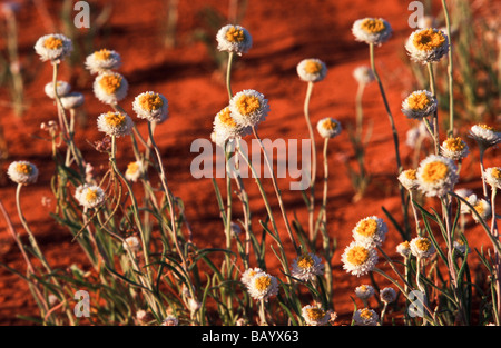 Fiori di campo in sabbia del deserto, Australia centrale Foto Stock