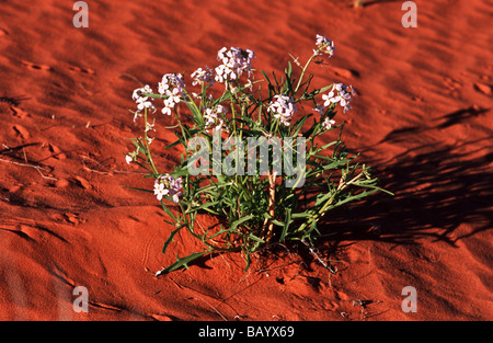 Fiori di campo in sabbia del deserto, Australia centrale Foto Stock