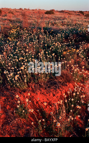 Fiori di campo in sabbia del deserto, Australia centrale Foto Stock