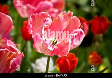 Close up di Tulipa Parrot salmone una rosa parrot tulip varietà Foto Stock