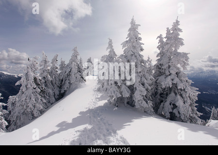 Alberi congelati durante il periodo invernale Foto Stock