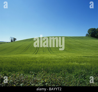 Ottima winter raccolto di orzo in orecchio in un campo in pendenza East Devon Foto Stock