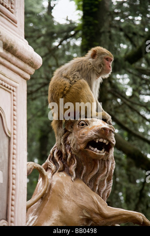 Macaco scimmia Rhesus seduto su un tempio la statua di un leone, sulla strada per il Tempio Jakhu (tempio delle scimmie). Shimla. India. Foto Stock