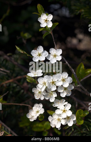 Bianco Ciliegio prugna Fiore Prunus cerasifera Foto Stock