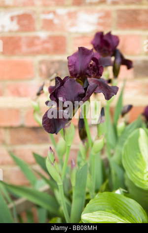 Viola scuro iris in giardino Foto Stock