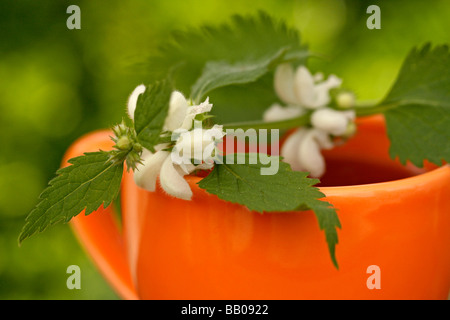 Morti Bianche di infusione di ortica Lamium album Foto Stock