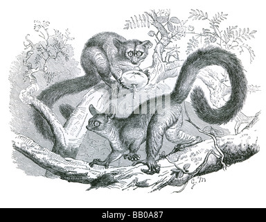 Grande galago Galagos bushbabies bush neonati nagapies notte poco scimmie scimmia primati notturni Galagidae Galagonidae Foto Stock