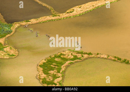 I campi di riso del Delta Ayeyarwady nel Myanmar meridionale Foto Stock