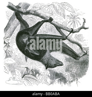 Malay kalong fox bat Megabats Pteropus Pteropodidae Volpi volanti Volpi volanti Megachiroptera Chirotteri microbats apertura alare grande Foto Stock