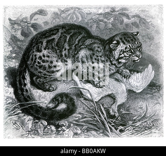 Gatto marmorizzato Pardofelis marmorata gatto domestico fittamente pelo di coda di controbilanciamento arboree spotted pelliccia a bande di colore giallo pallido browni Foto Stock