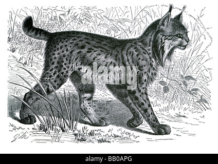 lince pardina Foto Stock