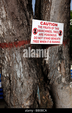 La struttura Manchineel (Hippomane mancinella) è una specie di pianta flowering nella famiglia di euforbia segno di veleno Foto Stock