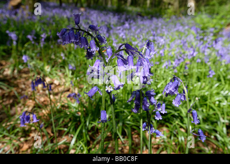 Bluebell boschi in primavera in legno Staffhurst Surrey UK Foto Stock