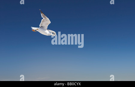 Flying sea gull su sfondo cielo Foto Stock