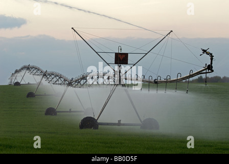 Perno centrale di spray di precisione di un sistema di irrigazione irrigazione una coltivazione di grano, Hollesley, Suffolk, Regno Unito. Foto Stock