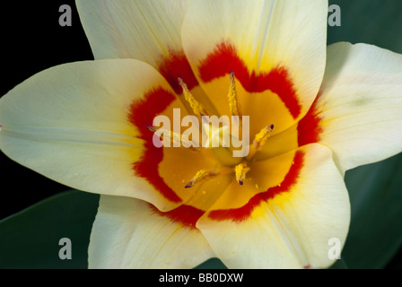 Rosso e Giallo Tulip Close-Up Foto Stock