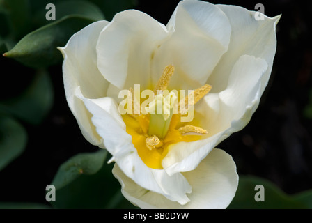 Il bianco e il giallo Tulip Close-Up Foto Stock