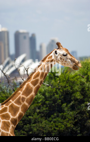 La giraffa in lo Zoo di Taronga domina lo skyline di Sydney e Opera House. Nuovo Galles del Sud, Australia. Foto Stock