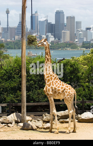 La giraffa in lo Zoo di Taronga domina lo skyline di Sydney. Nuovo Galles del Sud, Australia. Foto Stock