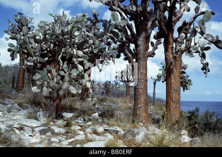 Isole Galapagos.Barrington Island.Giant ficodindia cactus "Opuntia echios var,barringtonensis'. Foto Stock