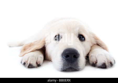 Giovani golden retriever giacente su floow con zampe stirata Foto Stock