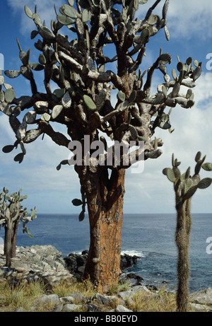 Isole Galapagos.Isola di Santa Fe. Giant Opuntia Cactus "Opuntia echios var. barringtonensis'. Foto Stock