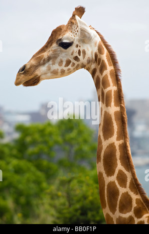 La giraffa in lo Zoo di Taronga domina lo skyline di Sydney. Nuovo Galles del Sud, Australia. Foto Stock