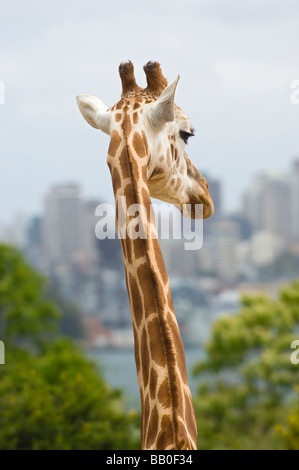 La giraffa in lo Zoo di Taronga domina lo skyline di Sydney. Nuovo Galles del Sud, Australia. Foto Stock