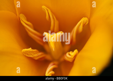 Tulipano giallo Extreme Close-up Foto Stock
