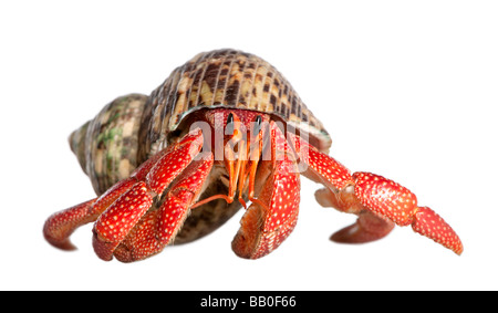 Granchio di hermit variabilis perlatus davanti a uno sfondo bianco Foto Stock