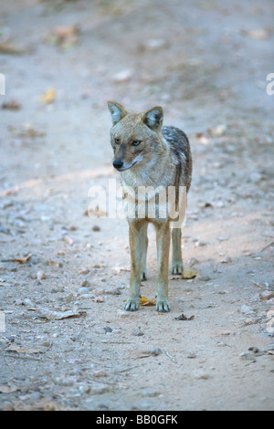 Jackal sulla via della giungla di Pench riserva della tigre, MP India. ( Canis aureus ) Foto Stock