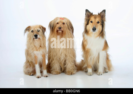 Cani di razza mista e ruvide Collie Foto Stock