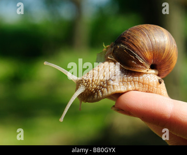 La donna nella sua mano azienda Helix pomatia lumaca giardino in Europa Foto Stock