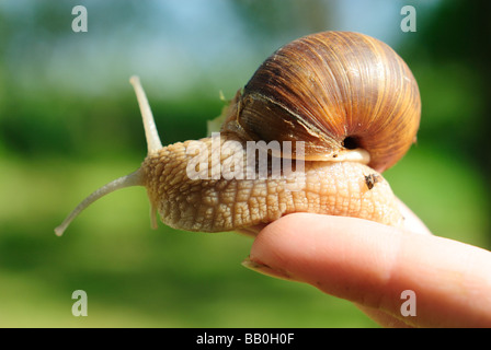 La donna nella sua mano azienda Helix pomatia lumaca giardino in Europa Foto Stock