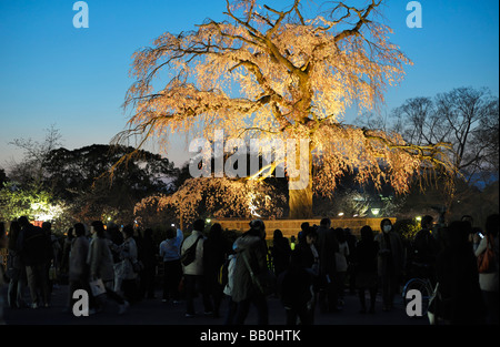 Il ciliegio piangente di Gion (piantato nel 1949) è il punto di riferimento e un importante punto d'incontro durante la stagione dei fiori di ciliegio nel Parco Maruyama, Kyoto JP Foto Stock