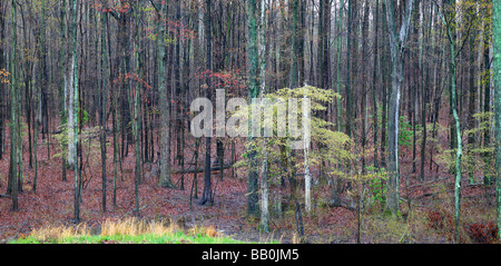 Un panorama di autunno alberi in tarda stagione autunnale Foto Stock