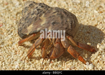 Una terra di eremita granchio - Coenobyta sp. Foto Stock