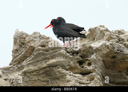 Una coppia di neri africani Oystercatchers Haematopus moquini poggiante su un vento scolpita in roccia calcarea Foto Stock