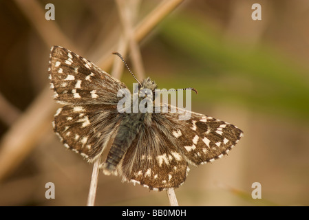 Skipper brizzolato Foto Stock