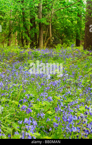 British Bluebell, Hyacinthoides non-scripta, fiorisce nei boschi in primavera. Foto Stock