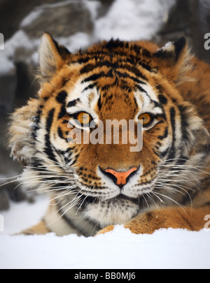 Yiung ritratto tiger zoo di Novosibirsk Foto Stock