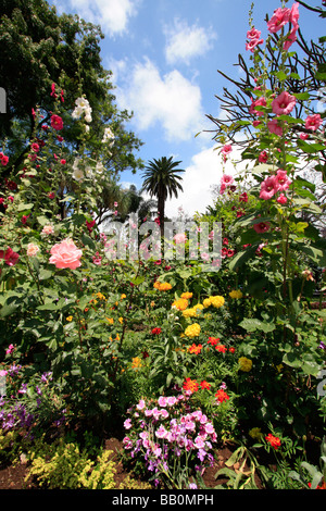 Funchal Madeira città in riva al mare isola portoghese nella metà Oceano Atlantico Foto Stock