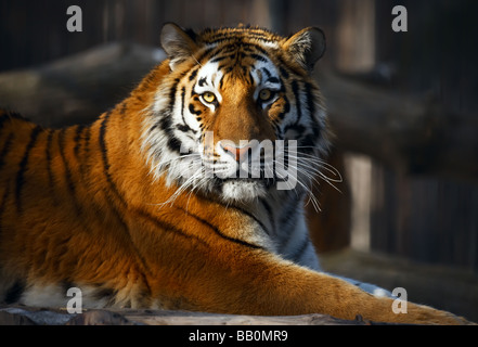 Yiung ritratto tiger zoo di Novosibirsk Foto Stock