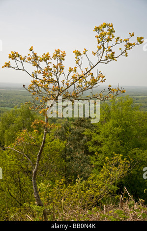 Un giovane albero di quercia sul pendio di una collina Foto Stock