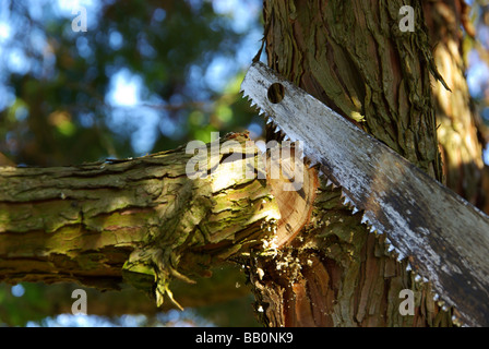 Ast absägen segare il ramo 04 Foto Stock