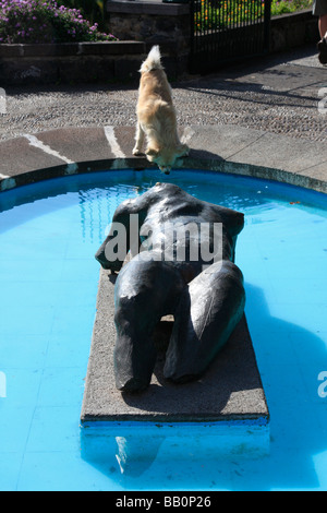 Cane di bere dal pool Funchal Madeira città in riva al mare isola portoghese nella metà Oceano Atlantico Foto Stock