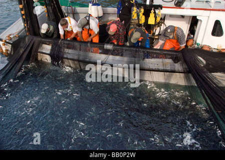 Tirando le reti serrati in un tradizionale weir mentre l'aringa sono scavato in un carrier Grand Manan Island Baia di Fundy Canada Foto Stock