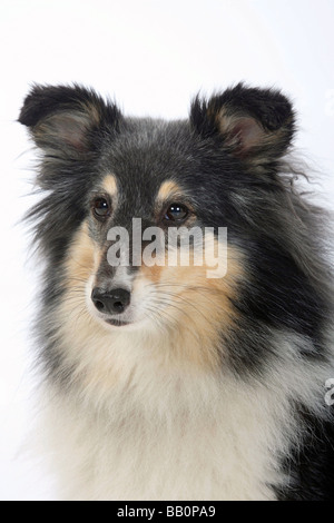 Sheltie tricolore 7 anni Shetland Sheepdog Foto Stock