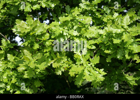 Young Pedunculate Inglese o foglie di quercia, Quercus robur, Fagaceae Foto Stock